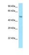 Sorting Nexin 5 antibody, orb330797, Biorbyt, Western Blot image 