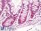 KI-67 antibody, LS-B8659, Lifespan Biosciences, Immunohistochemistry frozen image 