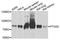 COX2 antibody, orb136191, Biorbyt, Western Blot image 