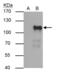POU Class 2 Homeobox 1 antibody, PA5-28209, Invitrogen Antibodies, Immunoprecipitation image 