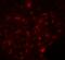 Solute Carrier Family 30 Member 8 antibody, 8485, ProSci Inc, Immunofluorescence image 