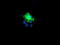 Kinesin-like protein KIF2C antibody, TA503320, Origene, Immunofluorescence image 