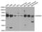Aldehyde Dehydrogenase 3 Family Member A1 antibody, LS-C334098, Lifespan Biosciences, Western Blot image 