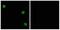 Olfactory Receptor Family 51 Subfamily Q Member 1 (Gene/Pseudogene) antibody, A30879, Boster Biological Technology, Immunohistochemistry paraffin image 