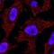 Tumor Protein P73 antibody, NBP2-24737, Novus Biologicals, Immunocytochemistry image 