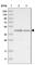 Nuclear Distribution C, Dynein Complex Regulator antibody, HPA028105, Atlas Antibodies, Western Blot image 