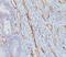 CD31 antibody, AM50226PU-T, Origene, Immunohistochemistry frozen image 