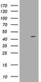 WD Repeat Domain 74 antibody, TA800502BM, Origene, Western Blot image 