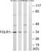 Folate Receptor Alpha antibody, A02254-1, Boster Biological Technology, Western Blot image 