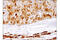 Liver-type arginase antibody, 93668S, Cell Signaling Technology, Immunohistochemistry paraffin image 
