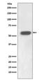 Interferon Regulatory Factor 7 antibody, M00115, Boster Biological Technology, Western Blot image 