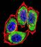 TNKS antibody, LS-C203764, Lifespan Biosciences, Immunofluorescence image 