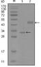 SRY-Box 2 antibody, MA5-15449, Invitrogen Antibodies, Western Blot image 