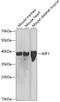 WNT Inhibitory Factor 1 antibody, GTX16429, GeneTex, Western Blot image 