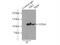 Hexokinase 2 antibody, 22029-1-AP, Proteintech Group, Immunoprecipitation image 