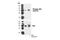 Inhibitor Of Nuclear Factor Kappa B Kinase Regulatory Subunit Gamma antibody, 2695T, Cell Signaling Technology, Western Blot image 