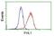Four And A Half LIM Domains 1 antibody, NBP2-02654, Novus Biologicals, Flow Cytometry image 