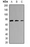 EF-Hand Domain Containing 1 antibody, orb341418, Biorbyt, Western Blot image 