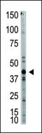 MSTN antibody, LS-C97996, Lifespan Biosciences, Western Blot image 