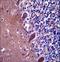 Tetratricopeptide Repeat Domain 13 antibody, LS-C160287, Lifespan Biosciences, Immunohistochemistry paraffin image 