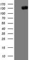 Jagged Canonical Notch Ligand 1 antibody, LS-C791446, Lifespan Biosciences, Western Blot image 