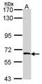 SRSF Protein Kinase 3 antibody, PA5-29313, Invitrogen Antibodies, Western Blot image 