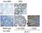 Receptor Interacting Serine/Threonine Kinase 2 antibody, 19510-BID002, QED Bioscience, Immunohistochemistry paraffin image 