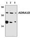 Adrenoceptor Alpha 1D antibody, PA5-75925, Invitrogen Antibodies, Western Blot image 