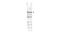 Cell Division Cycle 27 antibody, NB600-465, Novus Biologicals, Western Blot image 