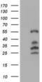 Interferon Regulatory Factor 6 antibody, NBP2-00949, Novus Biologicals, Western Blot image 