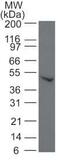 SMAD Family Member 6 antibody, PA1-41026, Invitrogen Antibodies, Western Blot image 