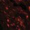 Interleukin 36 Beta antibody, NBP2-41239, Novus Biologicals, Immunofluorescence image 