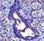 ACTH antibody, F43044-0.4ML, NSJ Bioreagents, Immunohistochemistry frozen image 