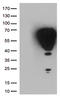Fos Proto-Oncogene, AP-1 Transcription Factor Subunit antibody, LS-C800079, Lifespan Biosciences, Western Blot image 