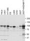 ADAM Metallopeptidase Domain 17 antibody, ab2051, Abcam, Western Blot image 