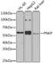 Bifunctional polynucleotide phosphatase/kinase antibody, A6693, ABclonal Technology, Western Blot image 