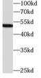 Serpin Family C Member 1 antibody, FNab00449, FineTest, Western Blot image 
