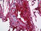 Fibrinogen Gamma Chain antibody, 51-705, ProSci, Immunohistochemistry frozen image 