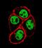 Cell Division Cycle 73 antibody, LS-C168598, Lifespan Biosciences, Immunofluorescence image 