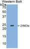 NOG antibody, LS-C300458, Lifespan Biosciences, Western Blot image 
