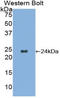 Noggin antibody, LS-C300458, Lifespan Biosciences, Western Blot image 