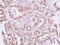 Paired Box 7 antibody, NBP1-31224, Novus Biologicals, Immunohistochemistry paraffin image 