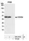 YJU2 Splicing Factor Homolog antibody, NBP2-78706, Novus Biologicals, Western Blot image 