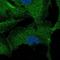 Zinc Finger Protein 785 antibody, NBP2-57609, Novus Biologicals, Immunofluorescence image 