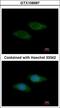 Syntrophin Beta 2 antibody, LS-C186037, Lifespan Biosciences, Immunocytochemistry image 