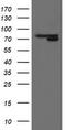 Mitochondrial Intermediate Peptidase antibody, TA800254, Origene, Western Blot image 