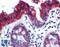 Keratin 18 antibody, LS-B3647, Lifespan Biosciences, Immunohistochemistry frozen image 