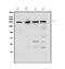 EGFR antibody, A00023-5, Boster Biological Technology, Western Blot image 