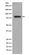 Golgi Membrane Protein 1 antibody, M02975, Boster Biological Technology, Western Blot image 