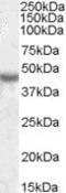 Potassium Voltage-Gated Channel Subfamily J Member 1 antibody, PA5-19072, Invitrogen Antibodies, Western Blot image 